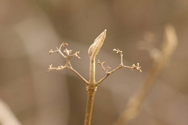 e0070891_18123721.jpg