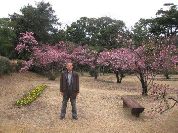 桜が満開です_f0180194_13312027.jpg