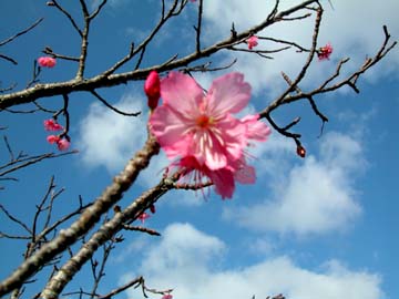 桜まつり_c0108695_2352472.jpg