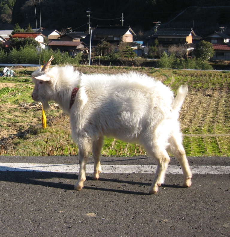 金田ありのみ農園_c0198699_11283563.jpg