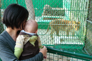 息子　動物園に行く。　_f0115107_395211.jpg