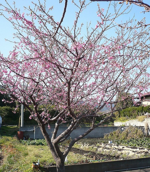 f0182513_22335671.jpg