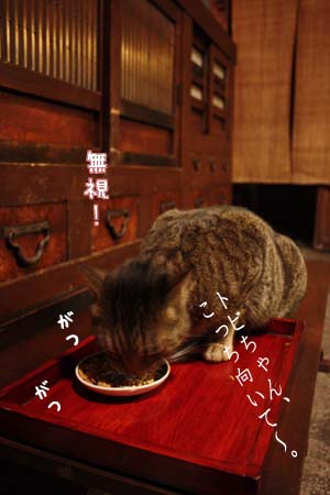 光と影のはざまで猫は踊る_e0156015_3575026.jpg