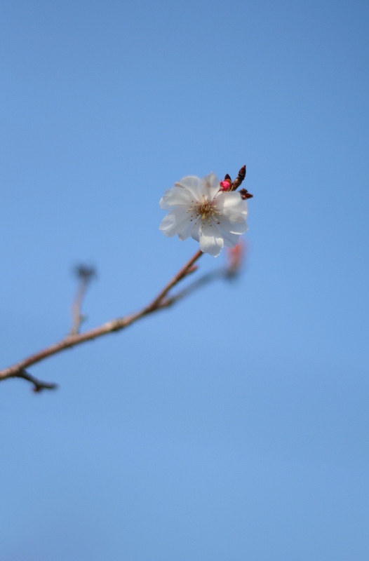 桜一輪_e0055532_91432.jpg