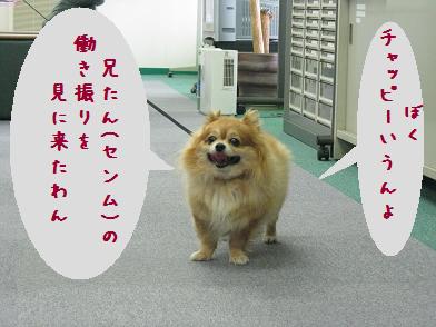 犬種が変わったチャッピー_b0151748_13195195.jpg