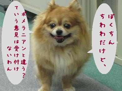 犬種が変わったチャッピー_b0151748_13224859.jpg