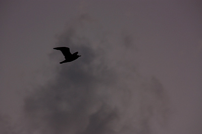 ◆TOKYO-BAYの落陽 Shooting on one winter day_b0008655_17333968.jpg