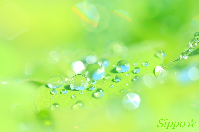 ■■Green Drops■■_c0195662_17461727.jpg