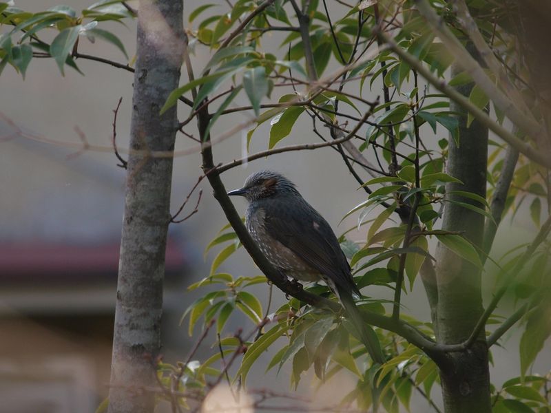 横着な鳥見(^^ゞ_b0108186_0164724.jpg