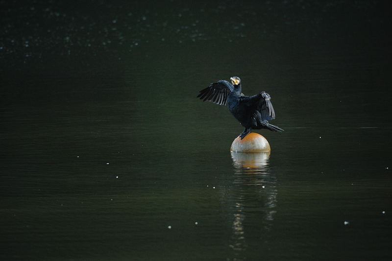 鍛冶屋の野鳥図鑑_f0032011_18524091.jpg