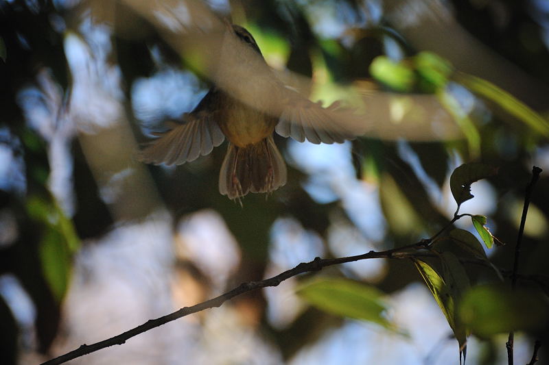 鍛冶屋の野鳥図鑑_f0032011_18531857.jpg