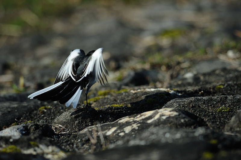 鍛冶屋の野鳥図鑑_f0032011_18533357.jpg
