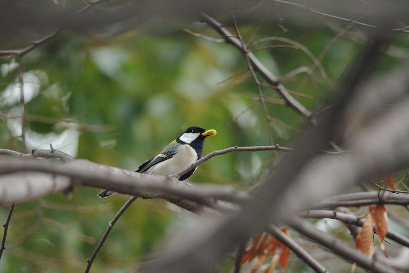 鍛冶屋の野鳥図鑑_f0032011_18552998.jpg
