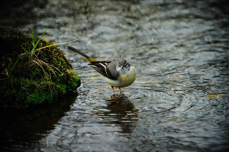 鍛冶屋の野鳥図鑑_f0032011_18555010.jpg