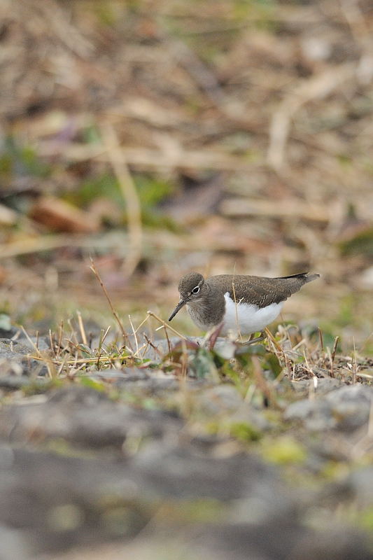 鍛冶屋の野鳥図鑑_f0032011_18561789.jpg