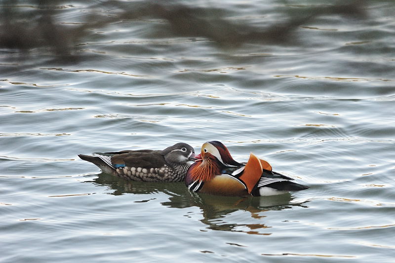 鍛冶屋の野鳥図鑑_f0032011_1857259.jpg