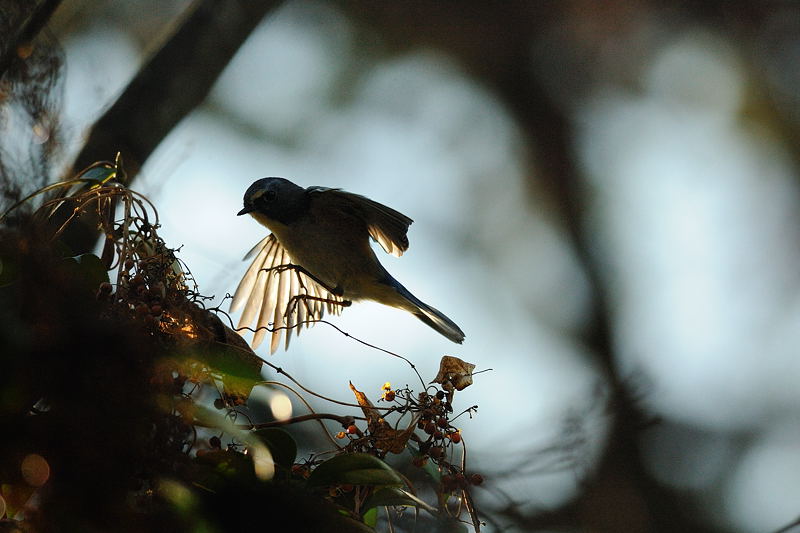 鍛冶屋の野鳥図鑑_f0032011_18581162.jpg