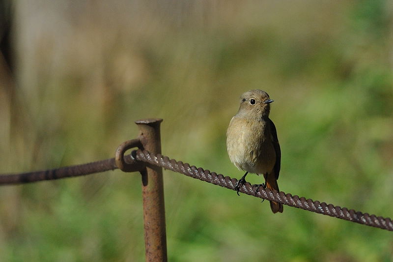 鍛冶屋の野鳥図鑑_f0032011_1858549.jpg