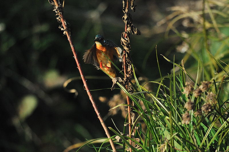 鍛冶屋の野鳥図鑑_f0032011_18591616.jpg