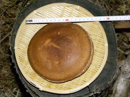 e0112213_1710059.jpg