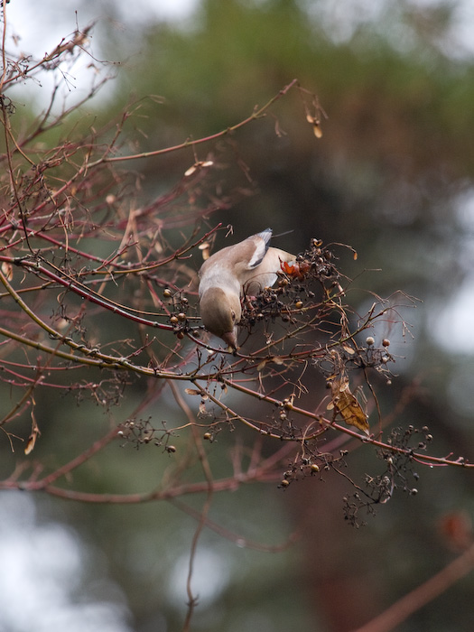 深山公園1月18日雨上がり散歩　鳥編_c0021726_12583888.jpg