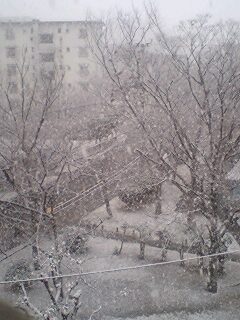 amazing snow in hara-danchi_e0113826_1691219.jpg
