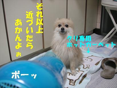 ガウガウ犬クリたんお風呂の巻_c0179136_258687.jpg