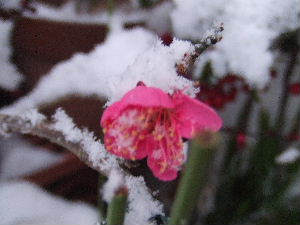 a0054240_17362379.jpg