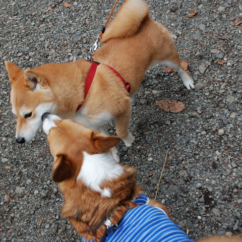 今日はコジュケイさんが、近くで撮れました。_c0165640_001419.jpg