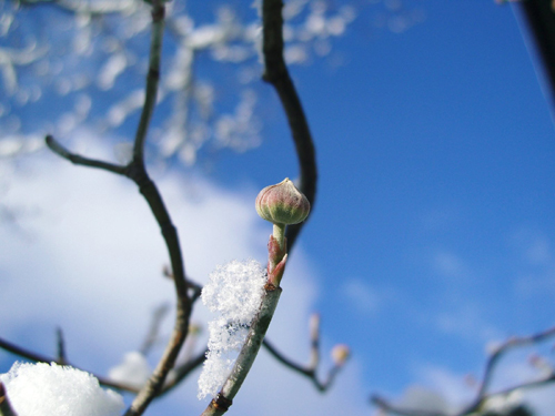 雪の日の冬芽_e0110940_2105039.jpg