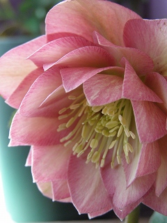 e0118257_1741184.jpg