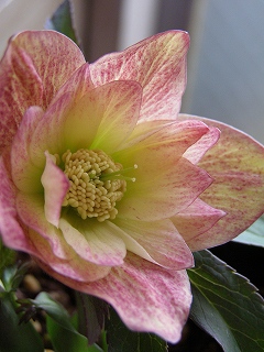 e0118257_17412614.jpg