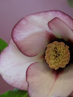 e0118257_17424827.jpg