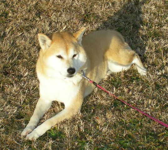 2009年1月24日(土)こころちゃん、元気になりました~!_f0060461_11131651.jpg