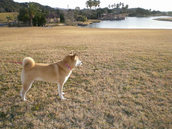 2009年1月24日(土)こころちゃん、元気になりました~!_f0060461_11144575.jpg