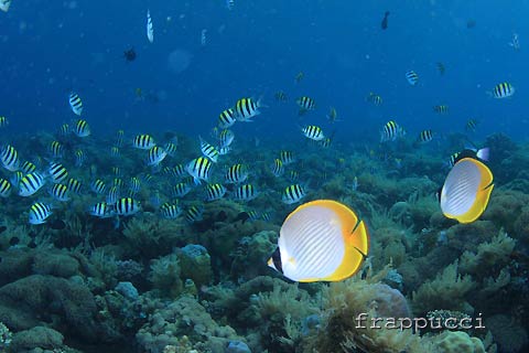 [dive.311] X-2水没＆ワイドで再沈没_d0056263_21403766.jpg