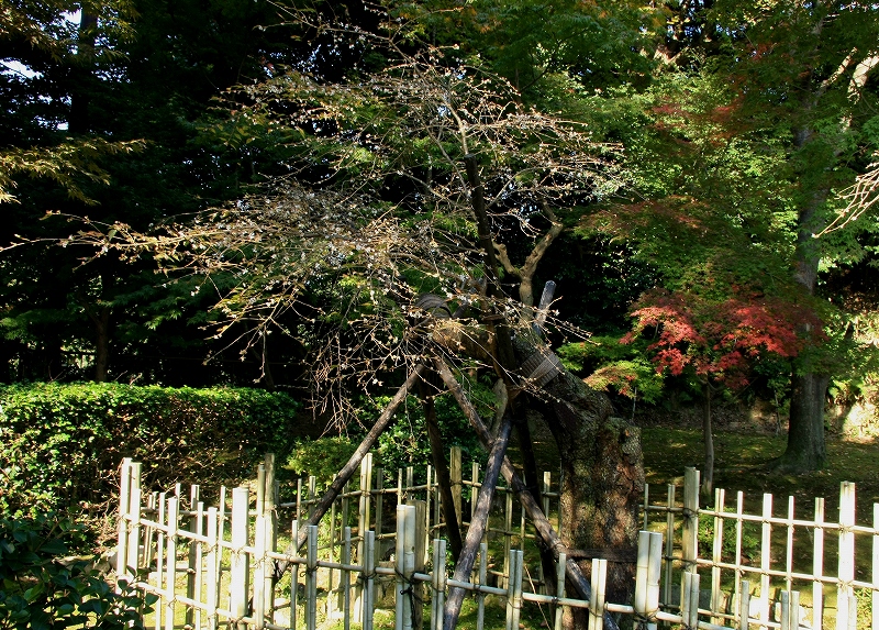 湖東三山 西明寺_c0196076_14213517.jpg