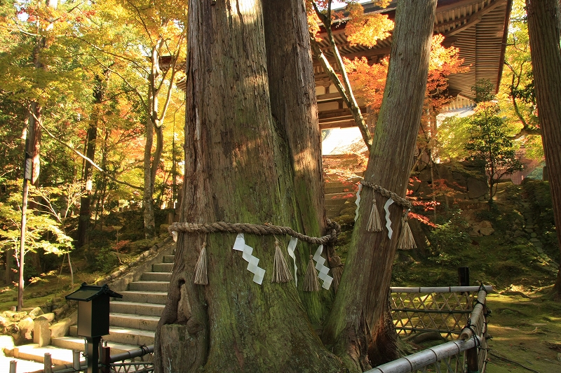 湖東三山 西明寺_c0196076_14244381.jpg