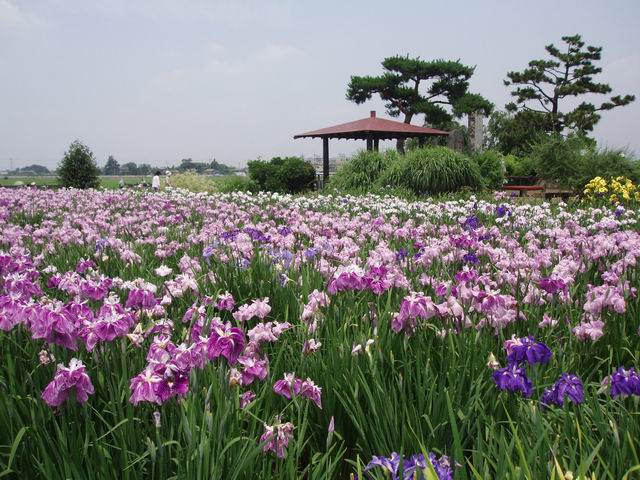 菖蒲町の菖蒲_e0139281_21191087.jpg