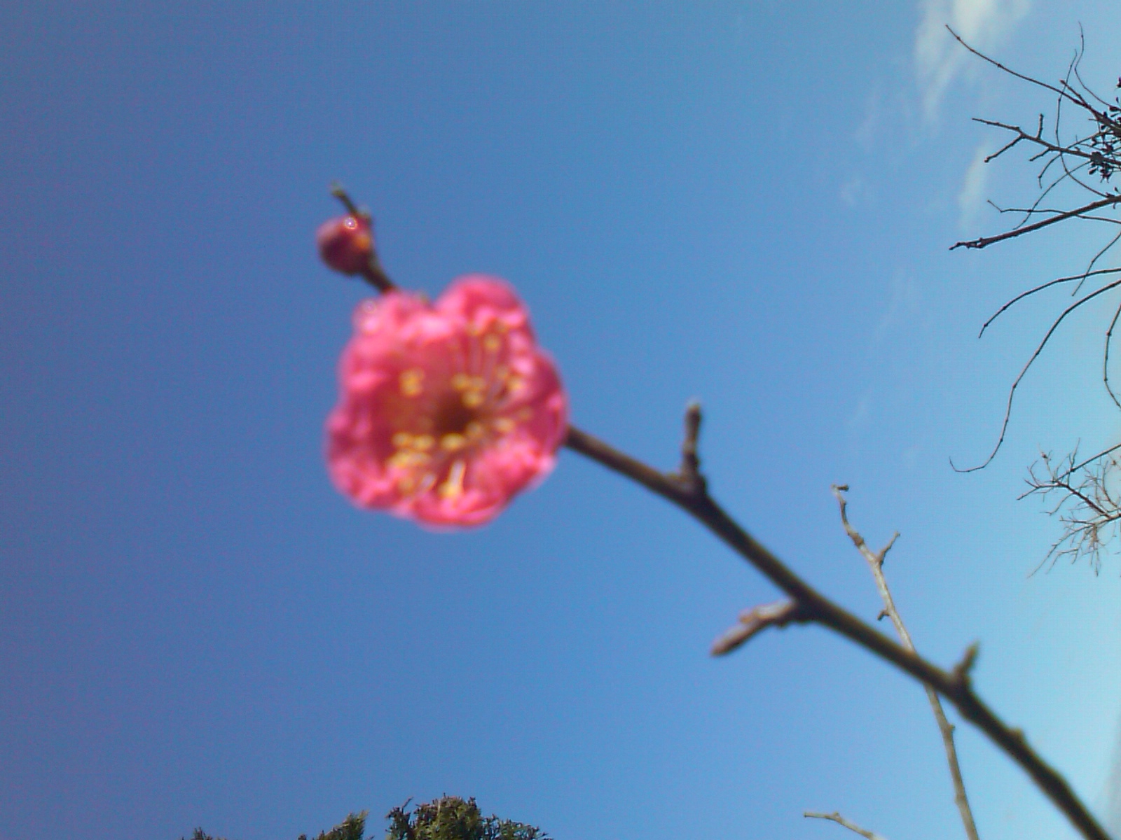 3月の陽気、春告草、紅梅が開花_e0068696_10423020.jpg