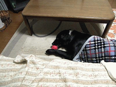 f0176499_19501828.gif