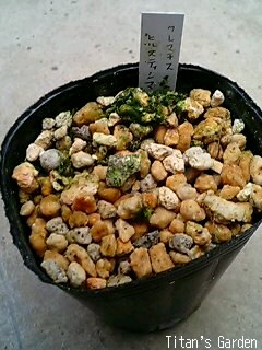 b0099813_0393751.jpg