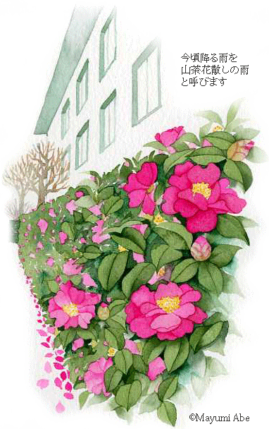 山茶花の垣根 Cameria Sasanqua 庭 千草 山茶花の垣根 Cameria Sasanqua 庭 千草