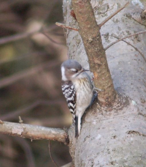 森の野鳥たち_d0098721_19161946.jpg