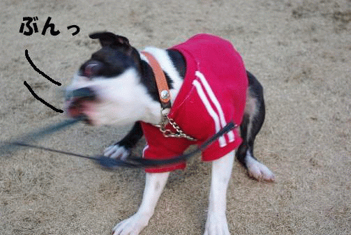 e0103831_214487.gif