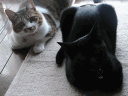 c0136736_7373064.gif