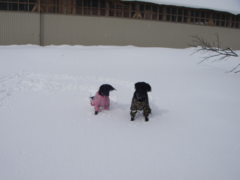 雪遊びとデカいかさぶた！_b0091153_16235748.jpg