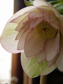 e0118257_21314727.jpg