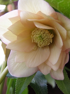 e0118257_21331370.jpg