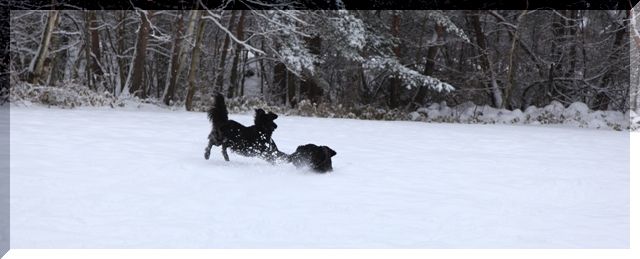 2009　長野で雪遊び～♪　　ｻｽｹ＆ﾊﾔﾃが来てくれたよ編_c0134862_23585361.jpg